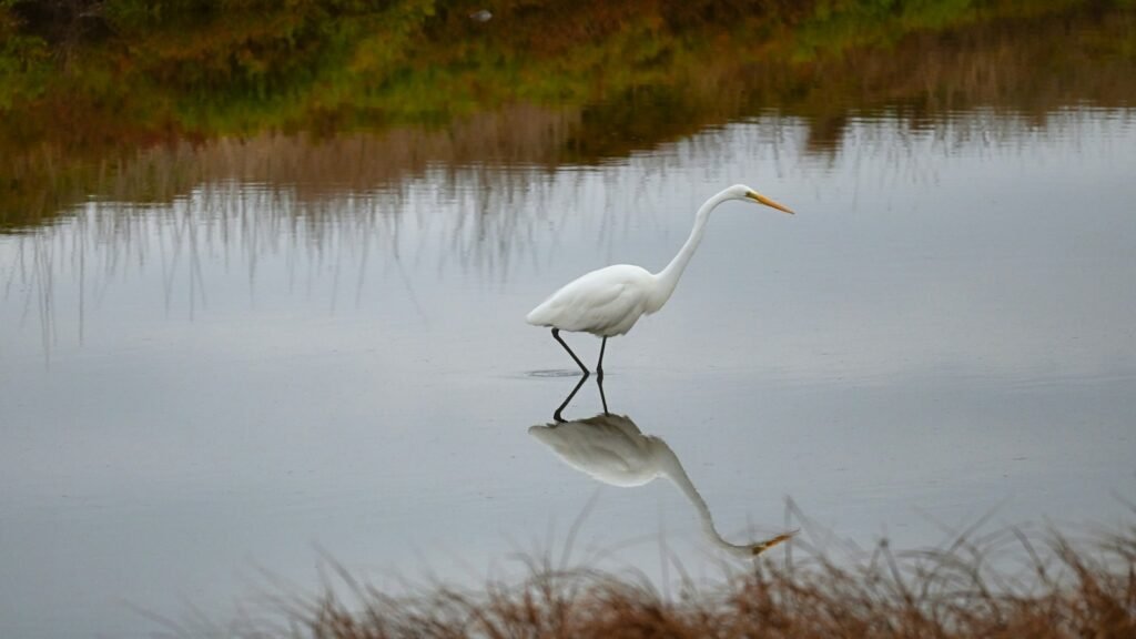 A great egret wading through still marsh water with its reflection below