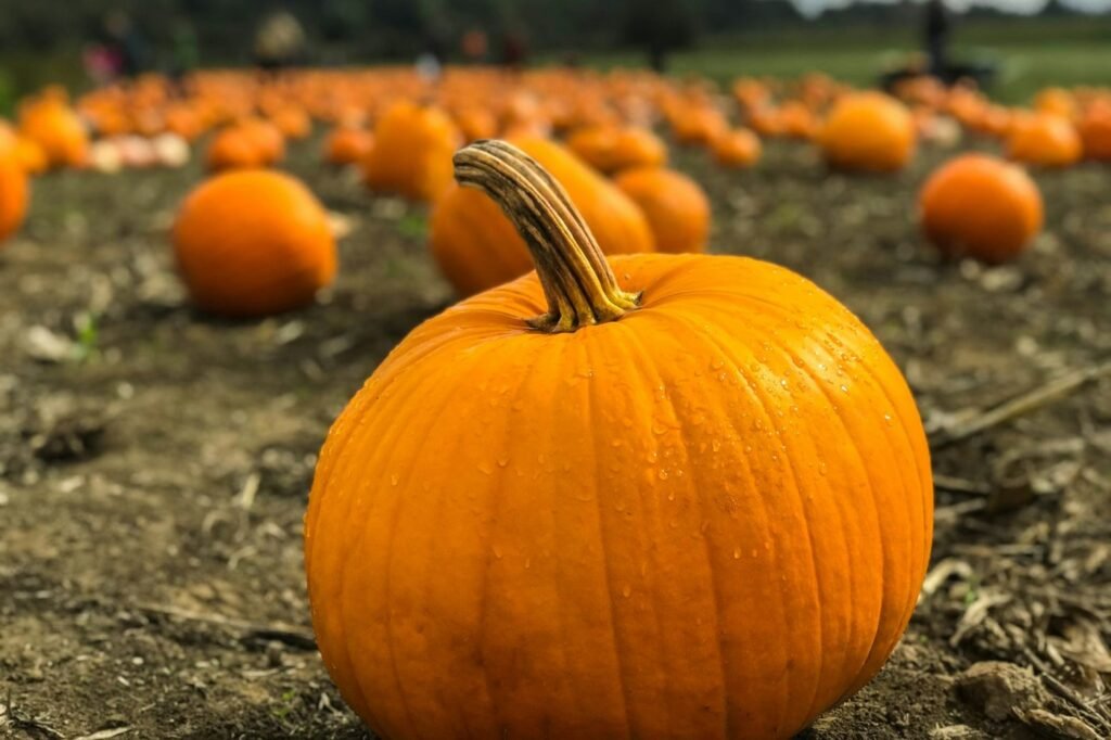 A large orange pumpkin in the foreground of a pumpkin patch field.