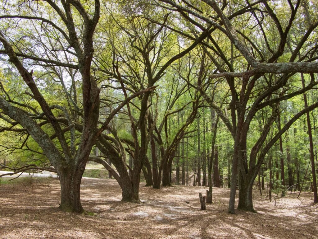Grove of spreading live oaks with leafy spring canopy over sandy ground