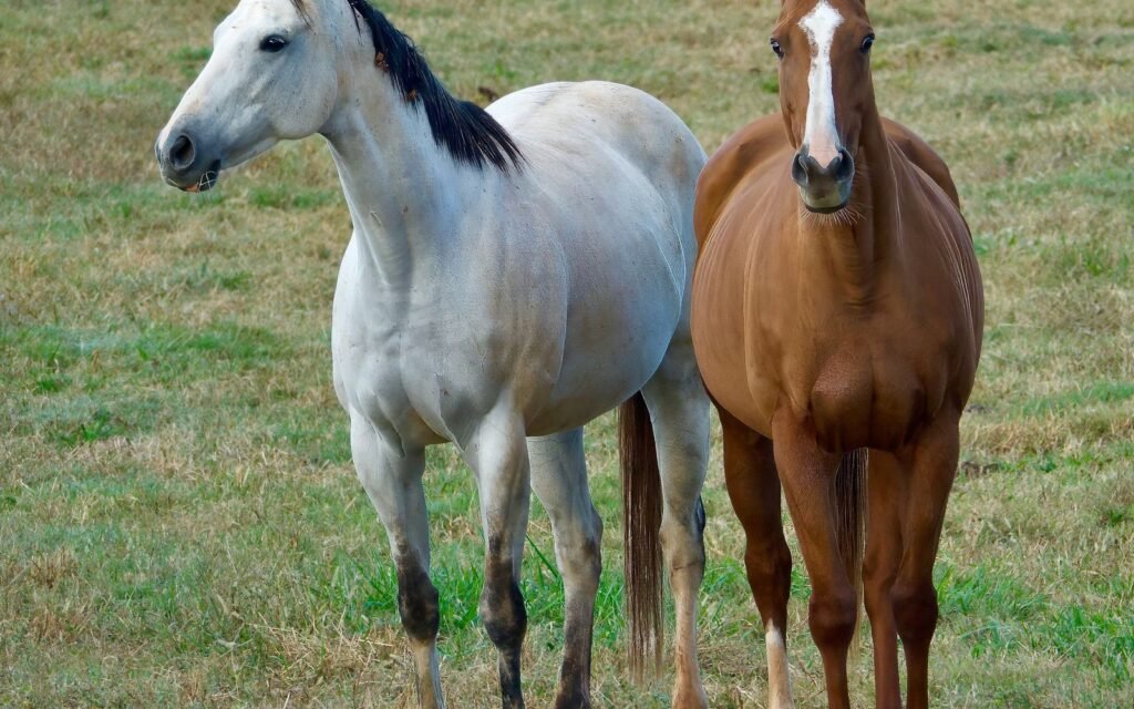 Gray horse and chestnut horse with a white blaze standing side by side in a grassy pasture
