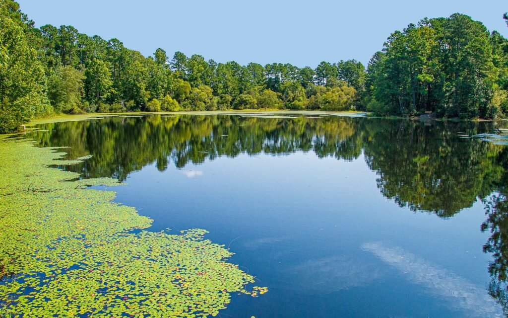 Still blackwater lake with lily pads reflecting green trees and blue sky