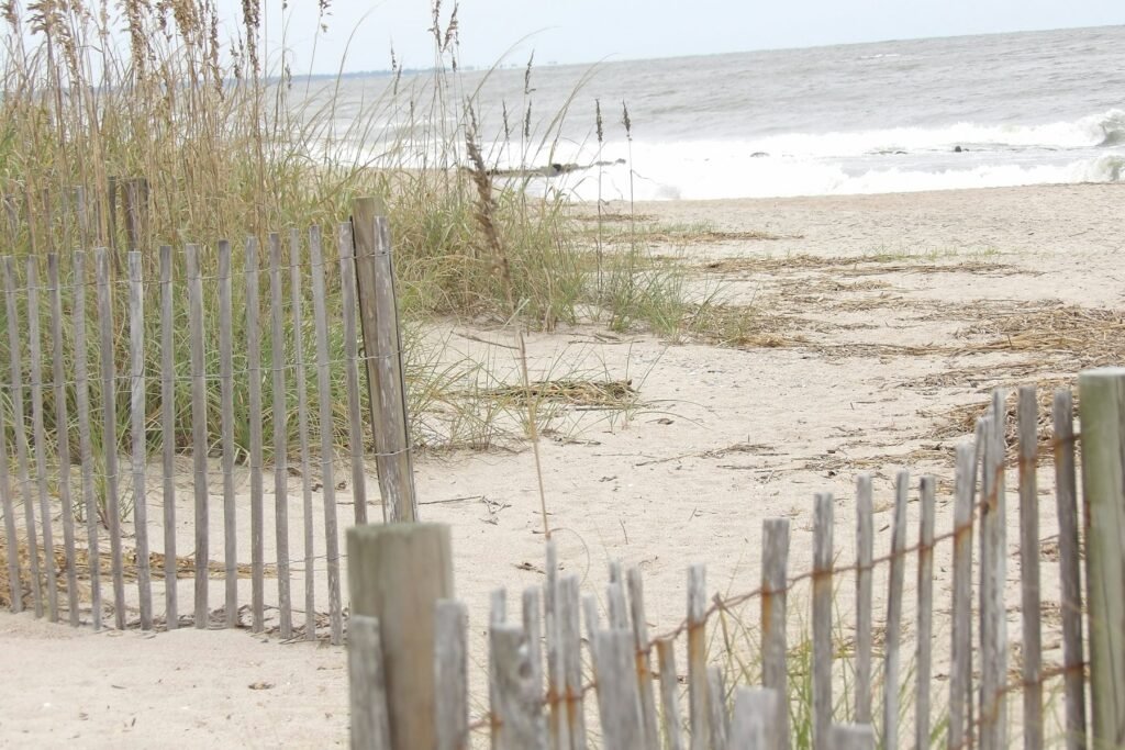 Sand fence and sea oats on a dune above a pale beach with gentle surf