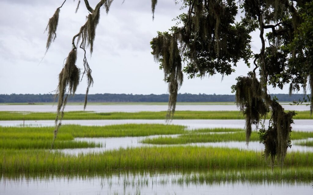 Spanish moss hanging from live oak branches over a green tidal marsh under a soft grey sky