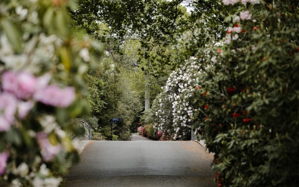 Garden path under trees lined with pink and white flowering azalea-type shrubs in spring