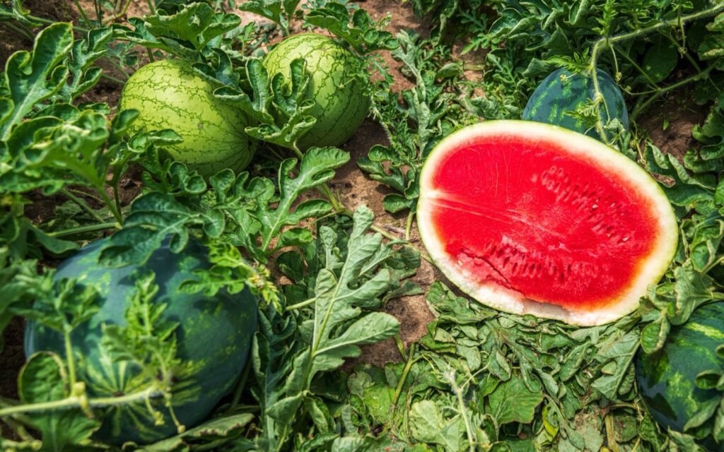 Striped watermelons on the vine in a field with one melon cut open showing red flesh