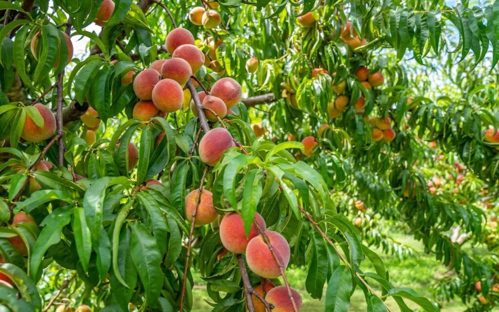Ripe orange-red peaches hanging from leafy branches in a sunny orchard