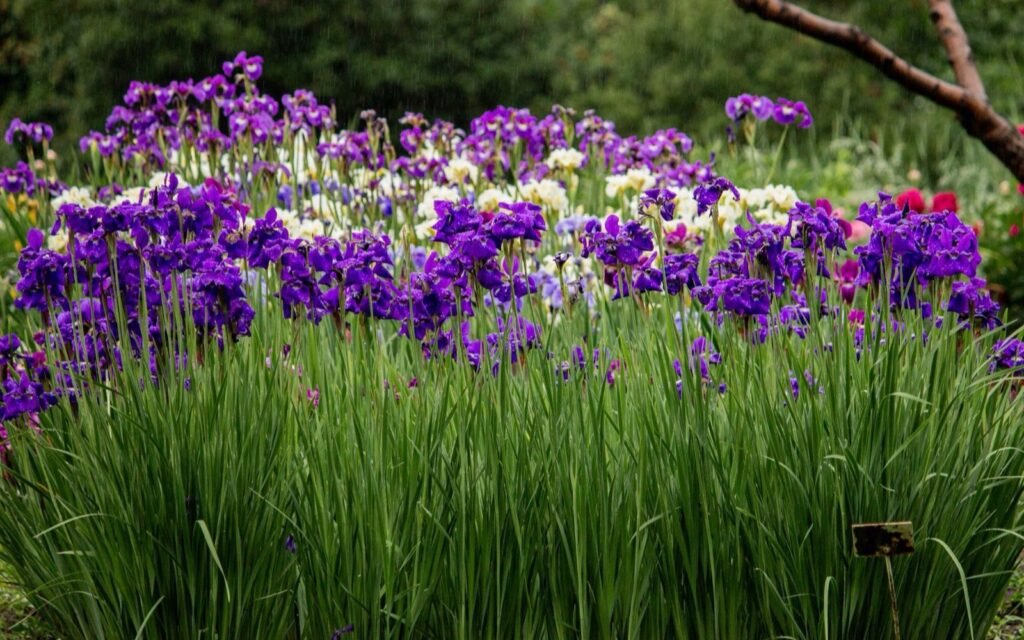 Purple and white irises blooming above tall green leaves in a garden bed
