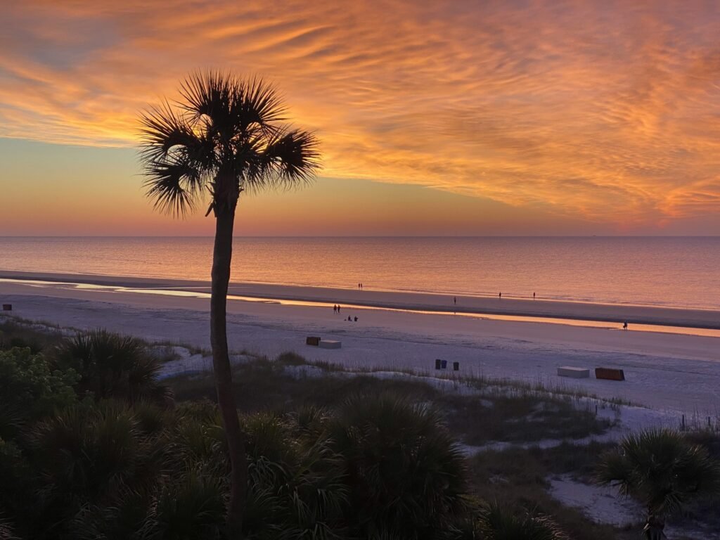 A single palmetto palm silhouetted on a dune above a beach at sunset with orange clouds
