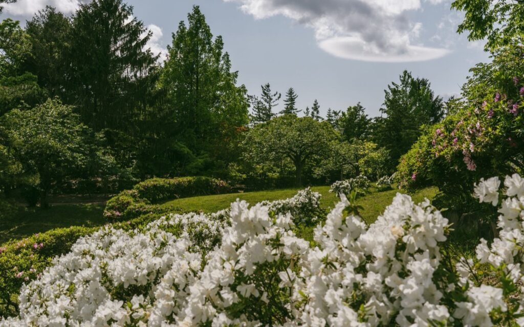 Banks of white azaleas in full bloom in a landscaped garden with tall trees and a blue sky