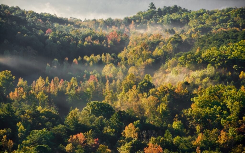 Misty morning over a rolling Upstate forest turning gold, orange and red in autumn