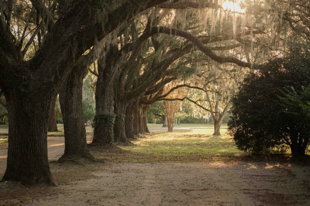 Live oaks draped in Spanish moss in warm evening light near Charleston, South Carolina
