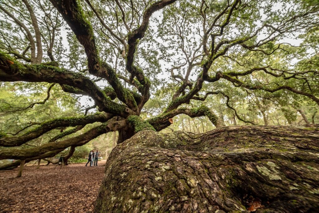 Enormous Angel Oak with sprawling horizontal limbs and a few visitors under it