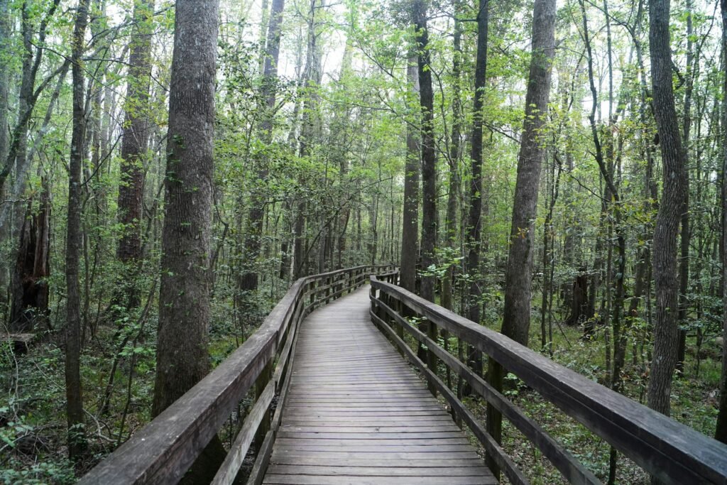 Elevated wooden boardwalk curving through a green floodplain forest of tall trees