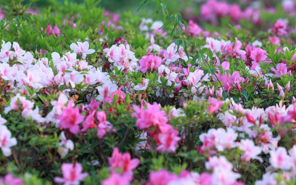 Bank of pink and white azalea blossoms with green leaves filling the frame