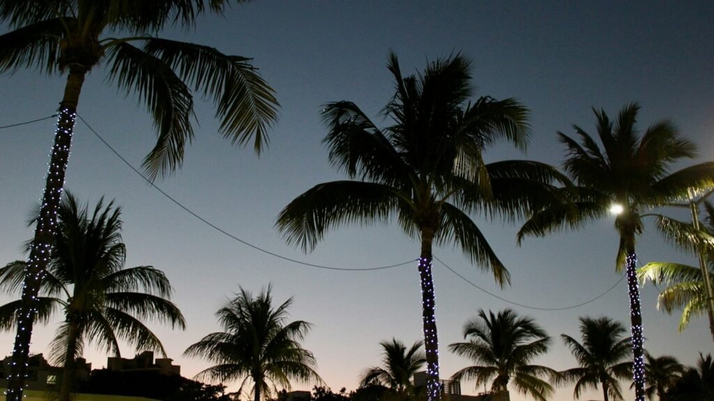 Palm trees at dusk with their trunks wrapped in strings of small white lights